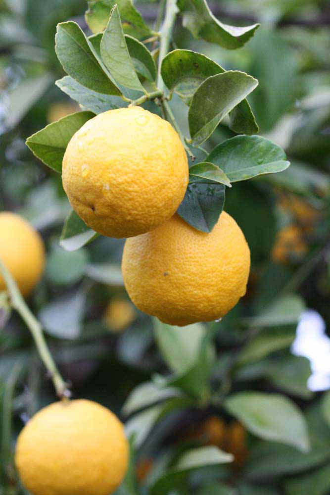            Fruit (Jullundri Khatti, Riverside, CA)   